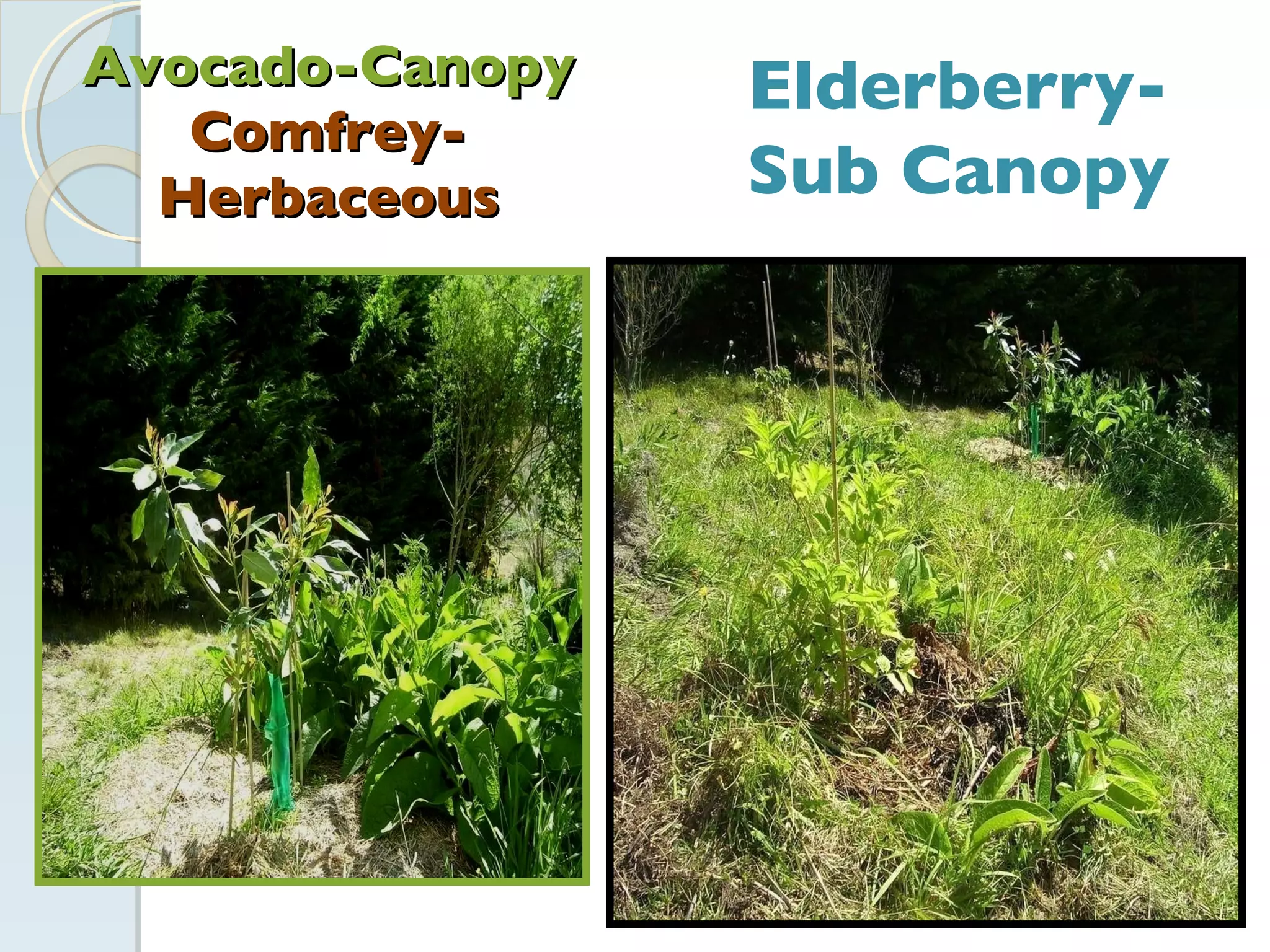 Avocado-Canopy  Comfrey-Herbaceous Elderberry-Sub Canopy 