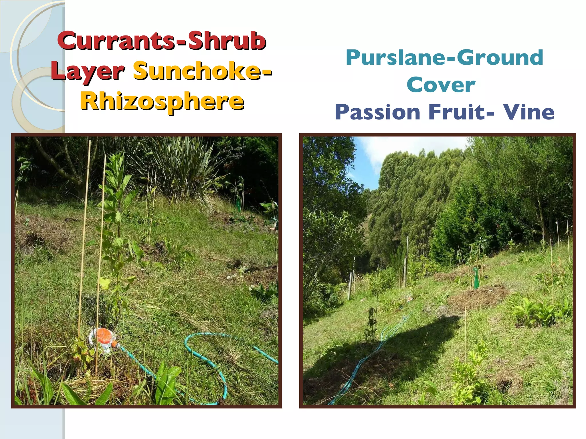 Currants-Shrub Layer  Sunchoke-Rhizosphere Purslane-Ground Cover  Passion Fruit- Vine 