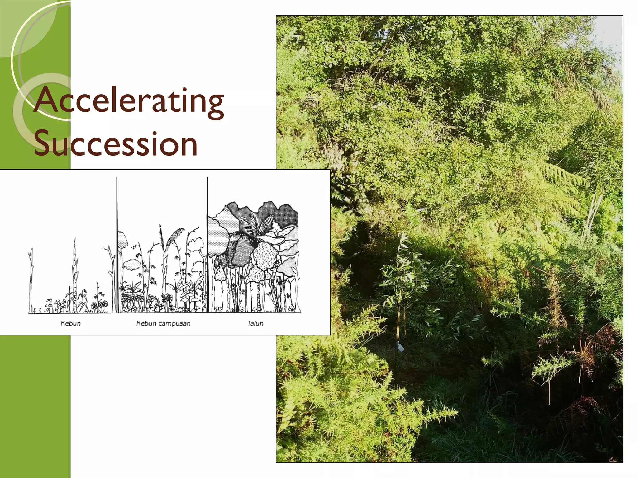Accelerating Succession 