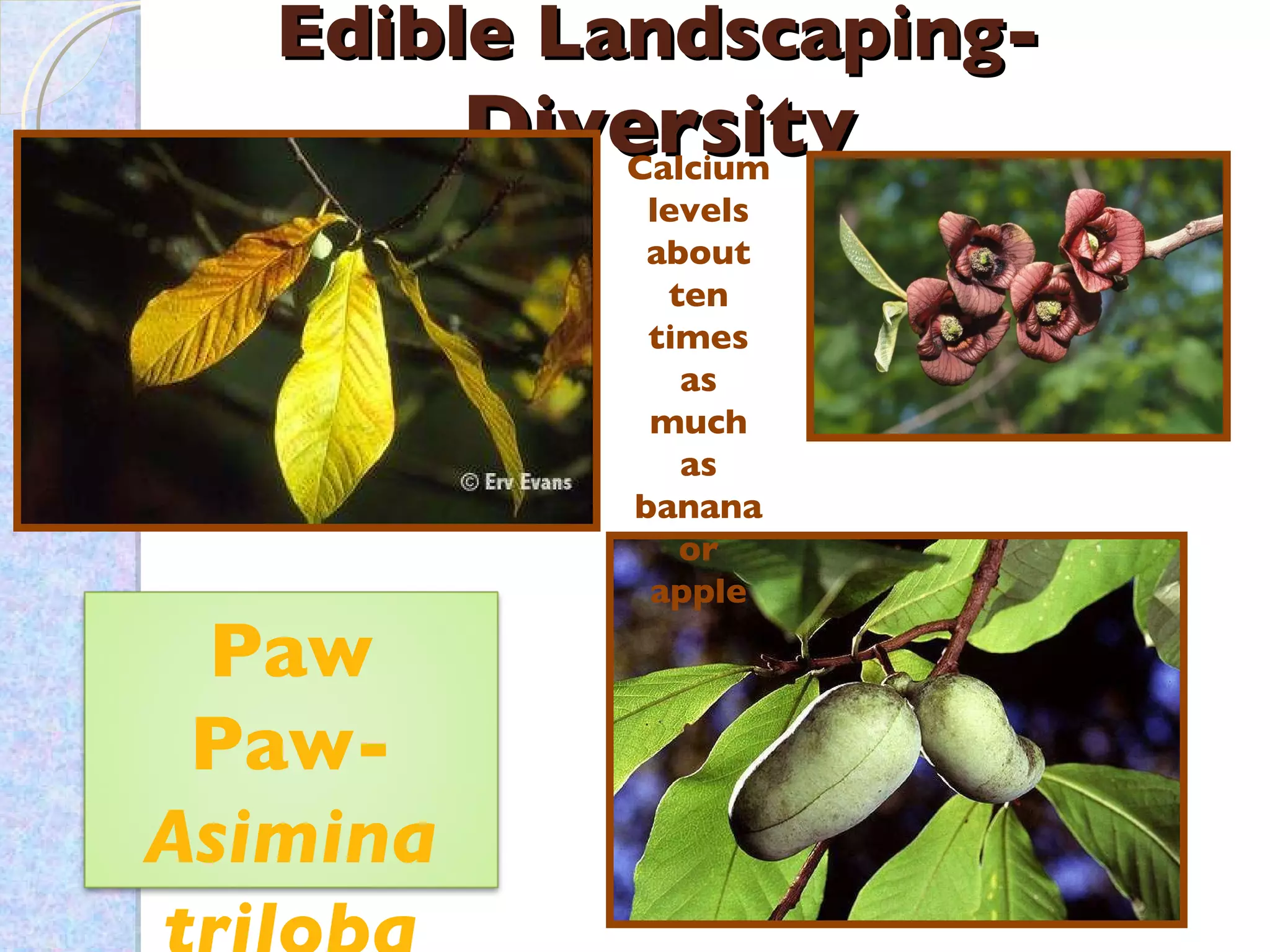 Edible Landscaping-  Diversity Calcium levels about ten times as much as banana or apple Paw   Paw- Asimina triloba 