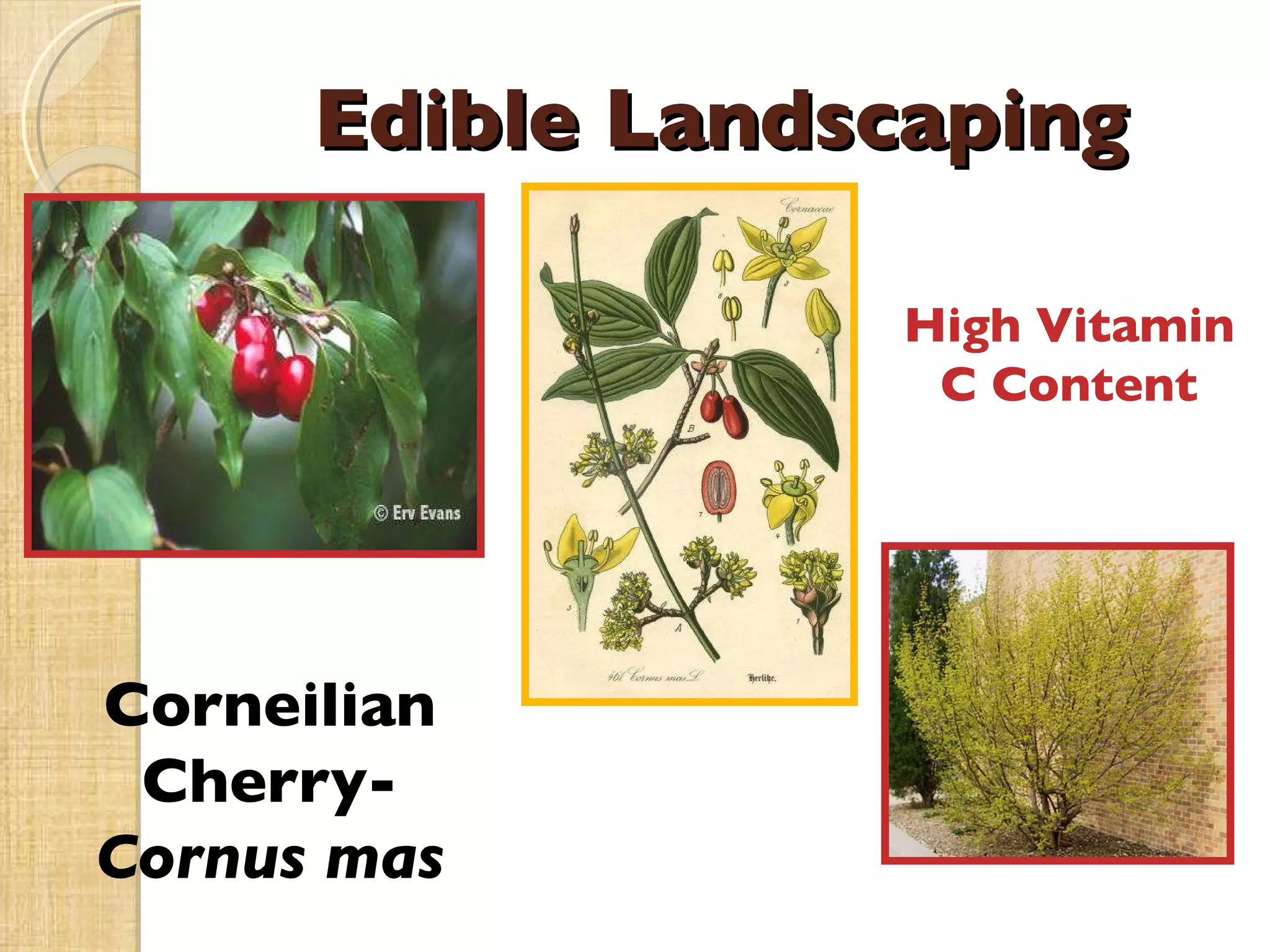 Edible Landscaping Corneilian Cherry-  Cornus mas High Vitamin C Content 