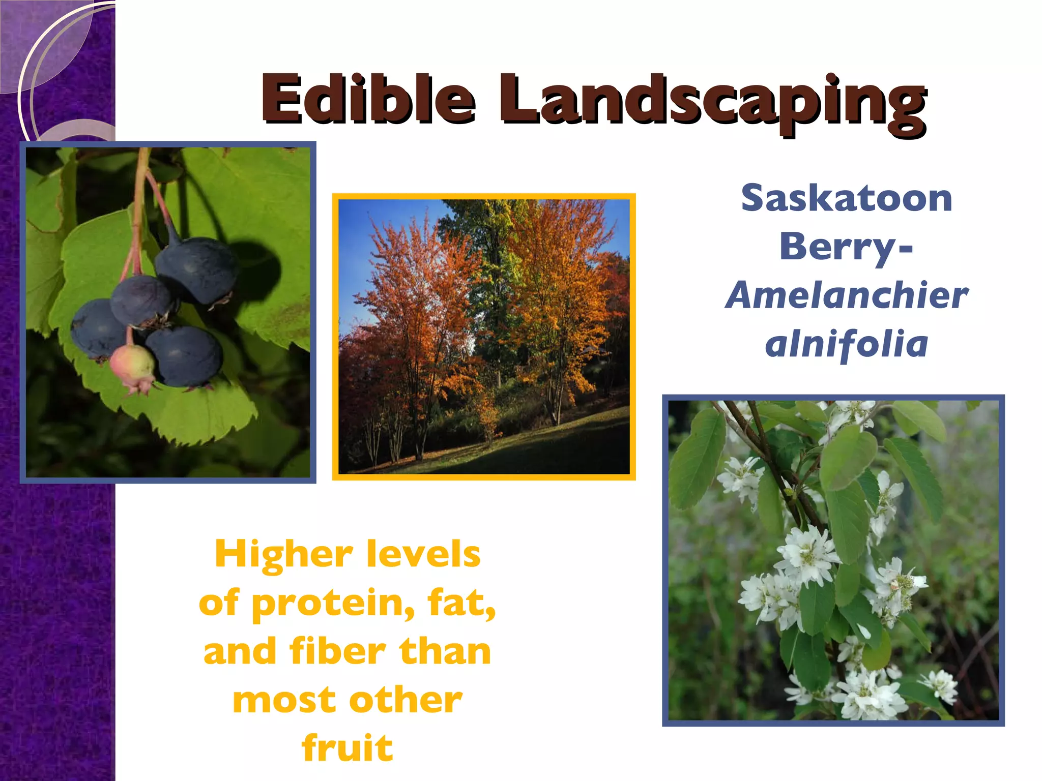 Edible Landscaping Saskatoon Berry-  Amelanchier alnifolia Higher levels of protein, fat, and fiber than most other fruit 