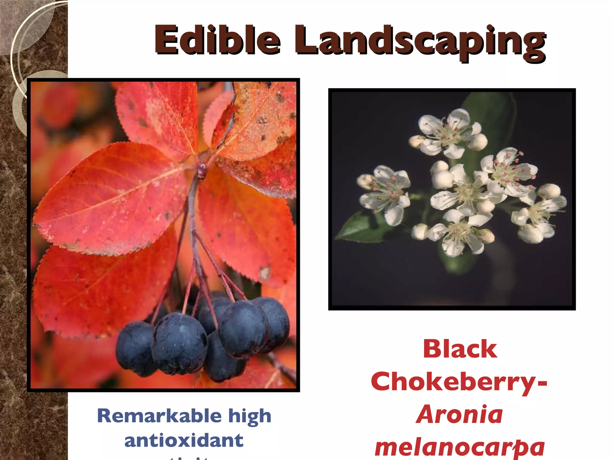 Edible Landscaping Black Chokeberry-  Aronia melanocarpa Remarkable high antioxidant activity 