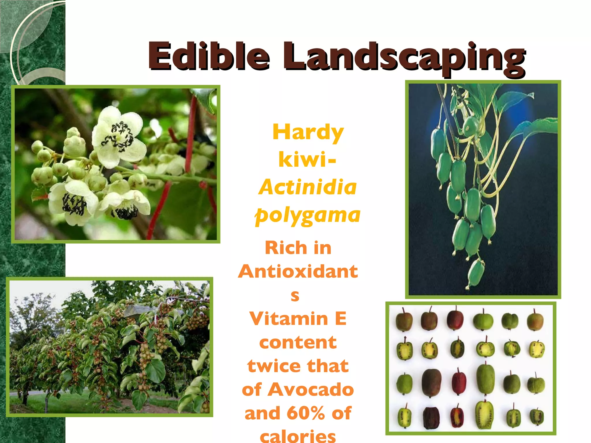 Edible Landscaping Hardy kiwi-  Actinidia polygama Rich in Antioxidants  Vitamin E content twice that of Avocado and 60% of calories 