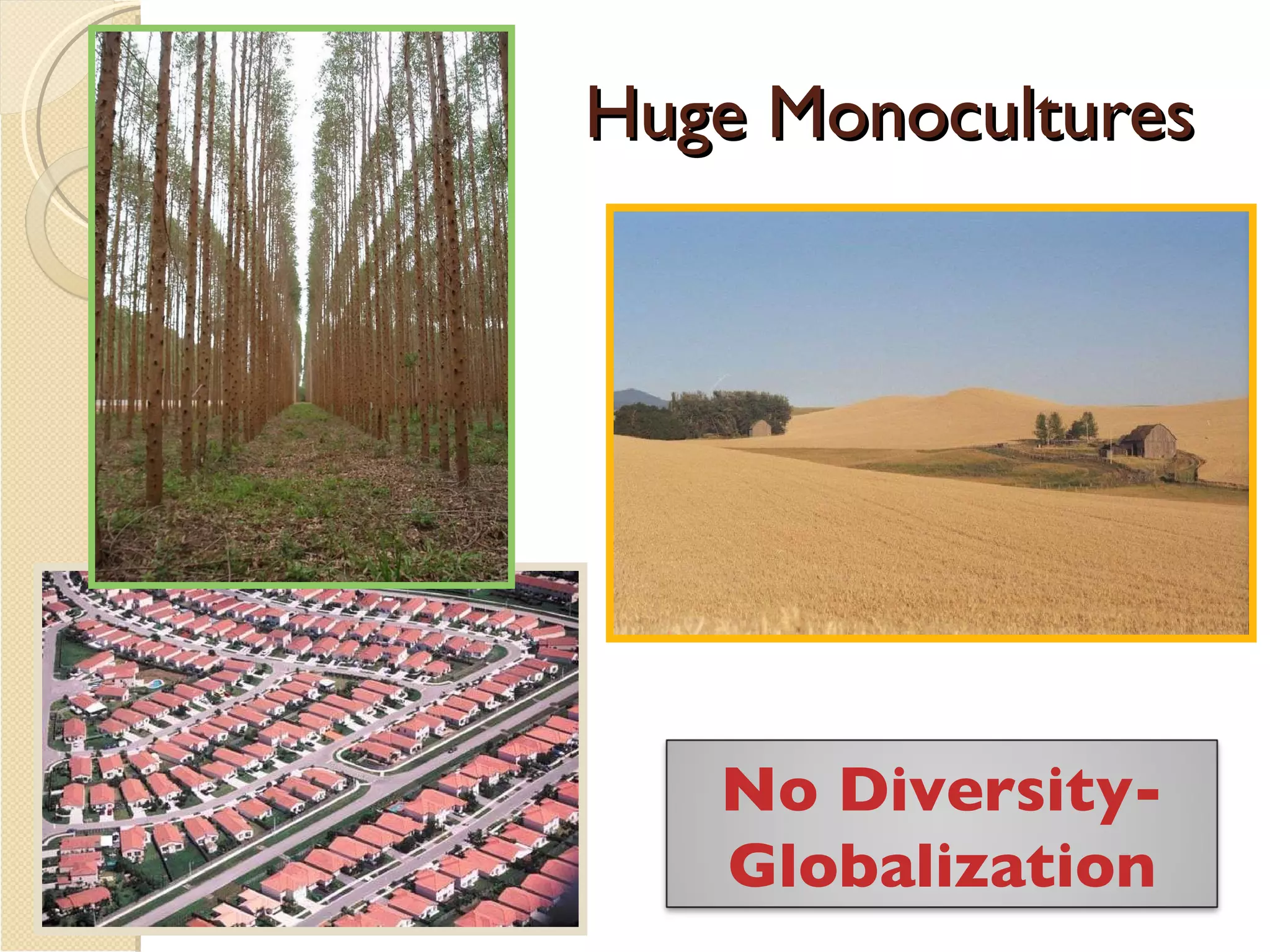 Huge Monocultures No Diversity- Globalization 