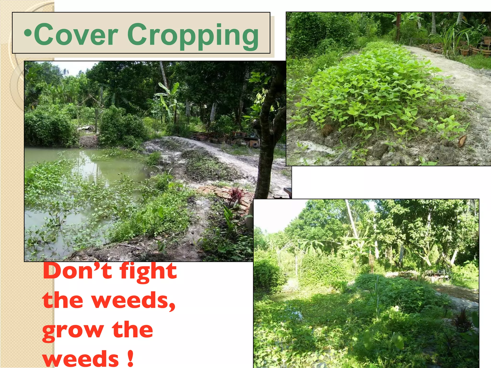 Don’t fight the weeds, grow the weeds ! Cover Cropping 