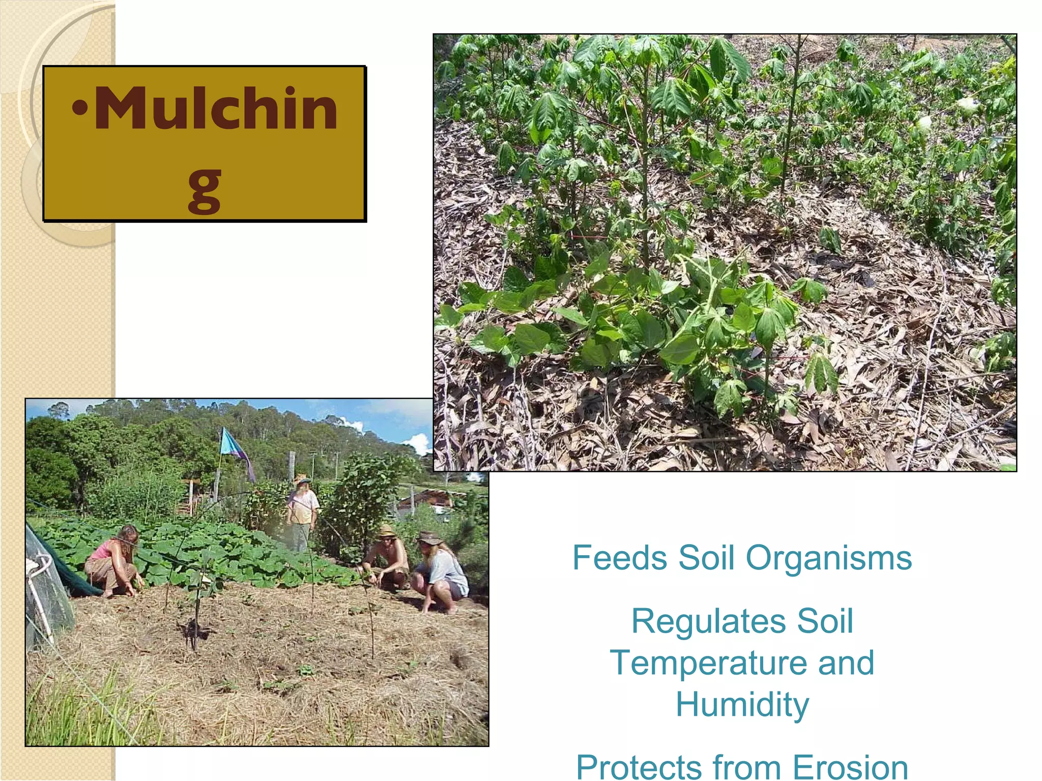 Mulching Feeds Soil Organisms Regulates Soil Temperature and Humidity Protects from Erosion 