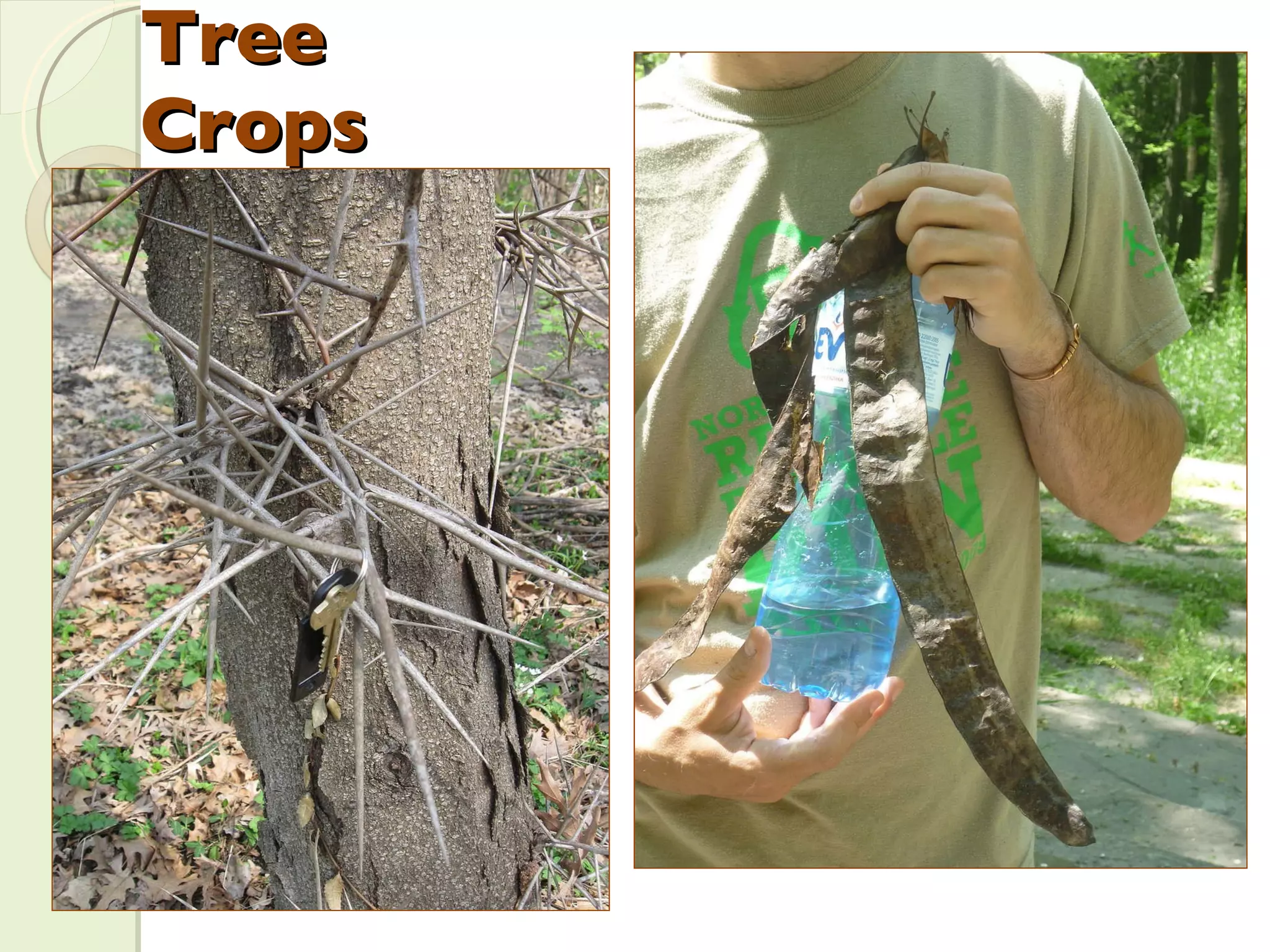 Tree Crops 