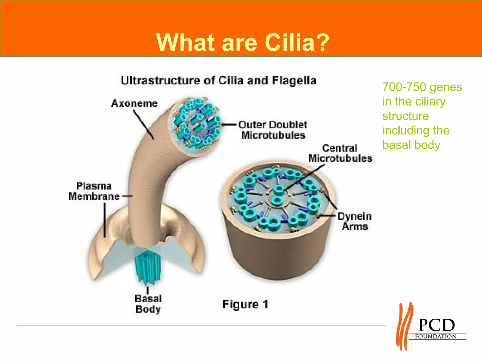 What are Cilia?
                  700-750 genes
                  in the ciliary
                  structure
                  including the
                  basal body
 