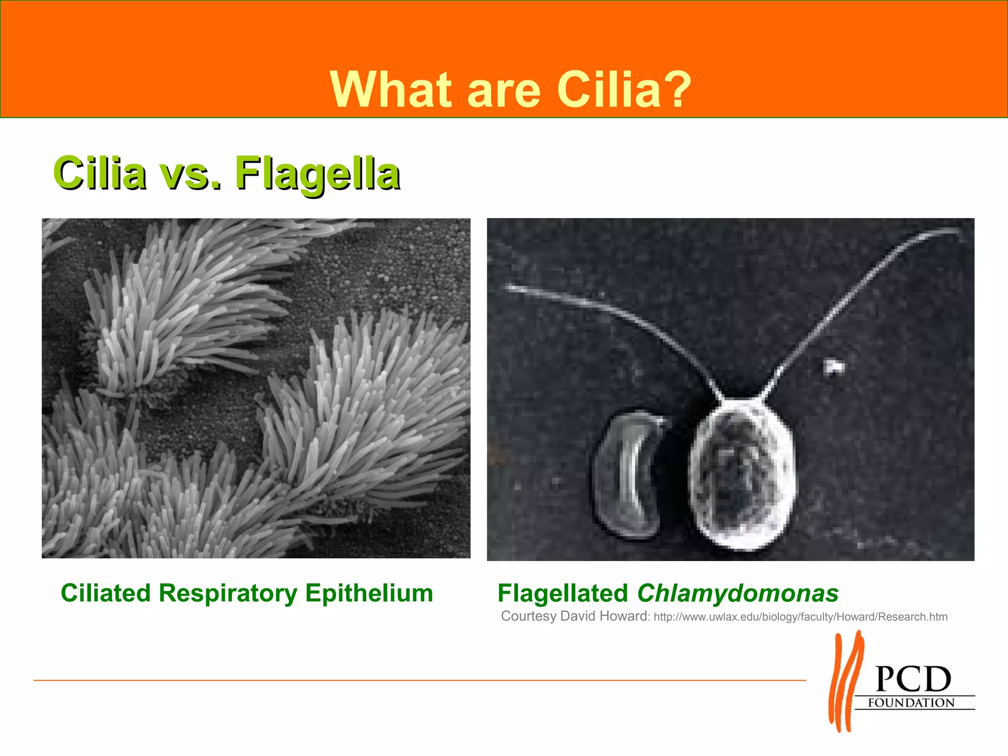 What are Cilia?
Cilia vs. Flagella




Ciliated Respiratory Epithelium   Flagellated Chlamydomonas
                                  Courtesy David Howard: http://www.uwlax.edu/biology/faculty/Howard/Research.htm
 