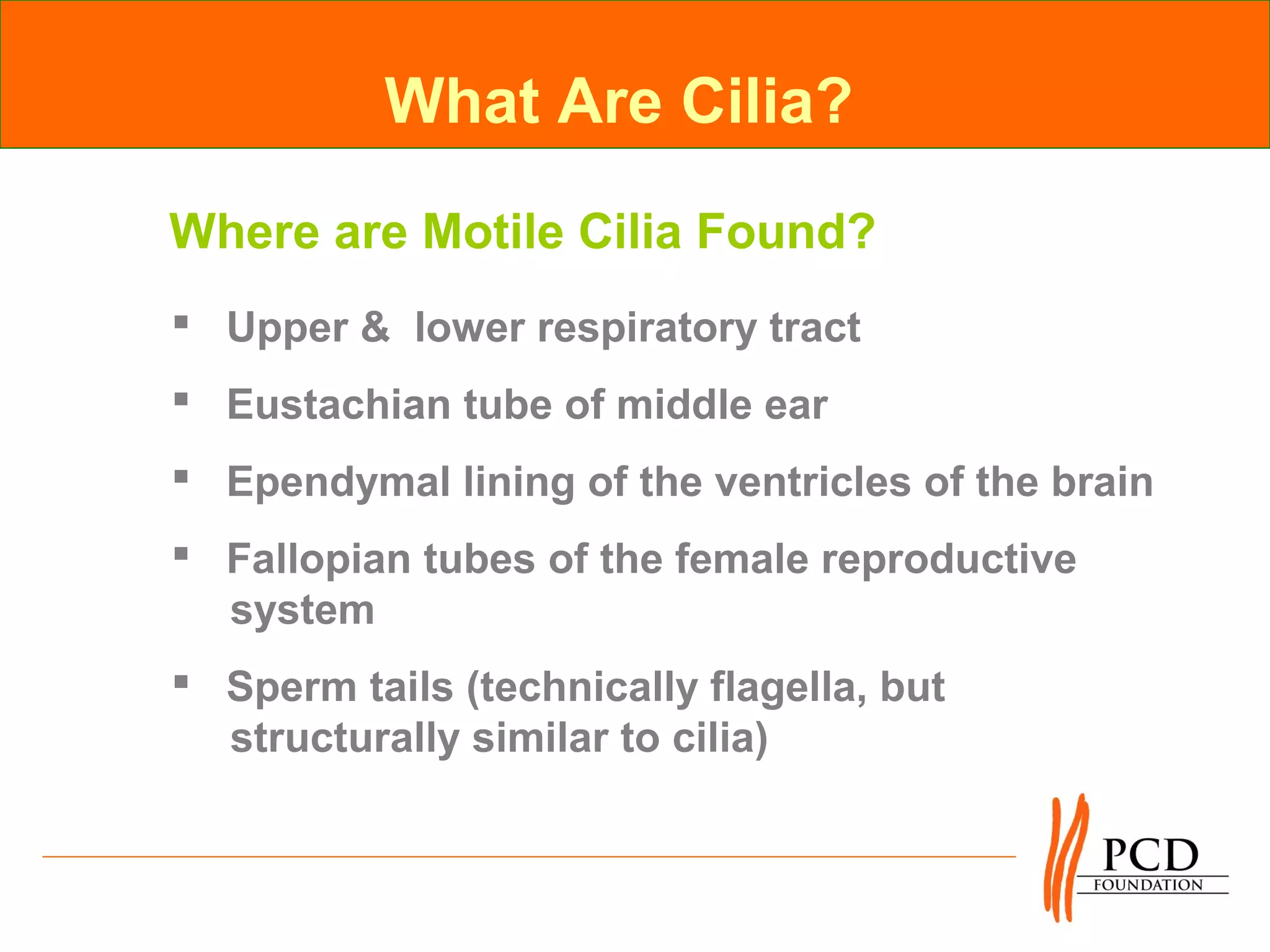 What Are Cilia?
Where are Motile Cilia Found?
 Upper & lower respiratory tract
 Eustachian tube of middle ear
 Ependymal lining of the ventricles of the brain
 Fallopian tubes of the female reproductive
  system
 Sperm tails (technically flagella, but
  structurally similar to cilia)
 