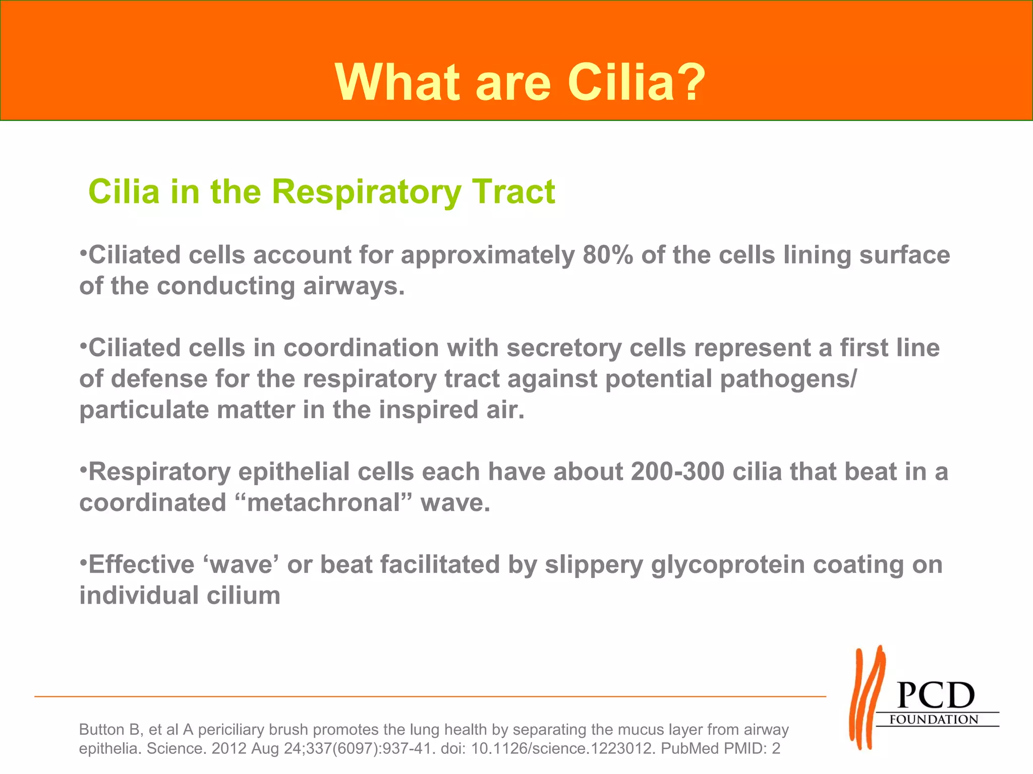 What are Cilia?

 Cilia in the Respiratory Tract
•Ciliated cells account for approximately 80% of the cells lining surface
of the conducting airways.

•Ciliated cells in coordination with secretory cells represent a first line
of defense for the respiratory tract against potential pathogens/
particulate matter in the inspired air.

•Respiratory epithelial cells each have about 200-300 cilia that beat in a
coordinated “metachronal” wave.

•Effective ‘wave’ or beat facilitated by slippery glycoprotein coating on
individual cilium




Button B, et al A periciliary brush promotes the lung health by separating the mucus layer from airway
epithelia. Science. 2012 Aug 24;337(6097):937-41. doi: 10.1126/science.1223012. PubMed PMID: 2
 