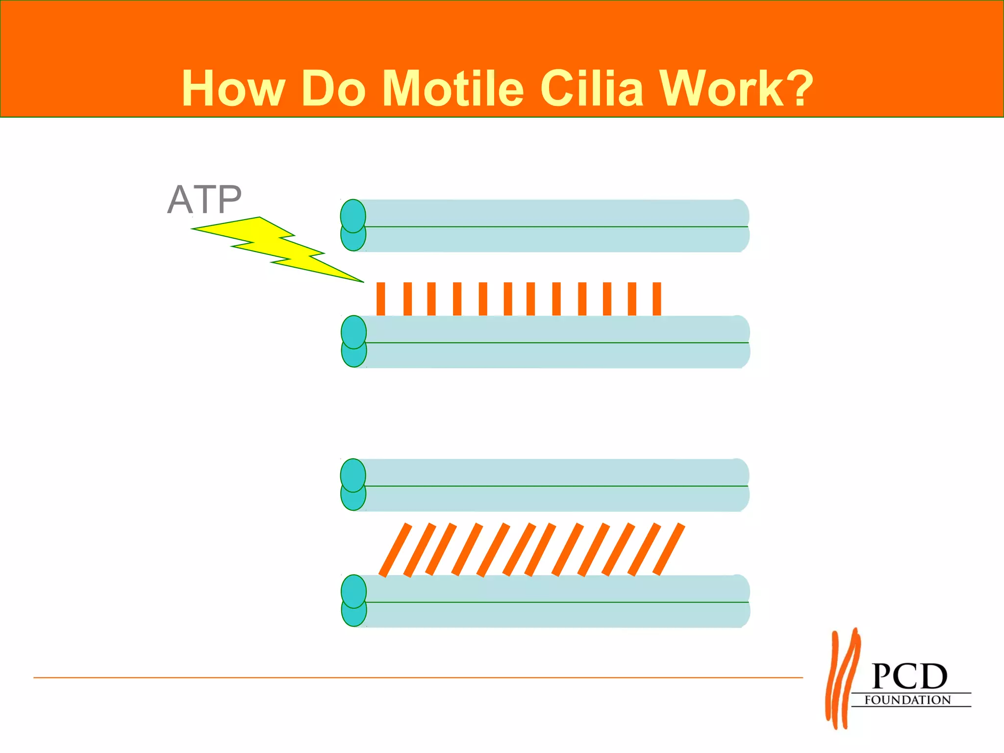 How Do Motile Cilia Work?

ATP
 