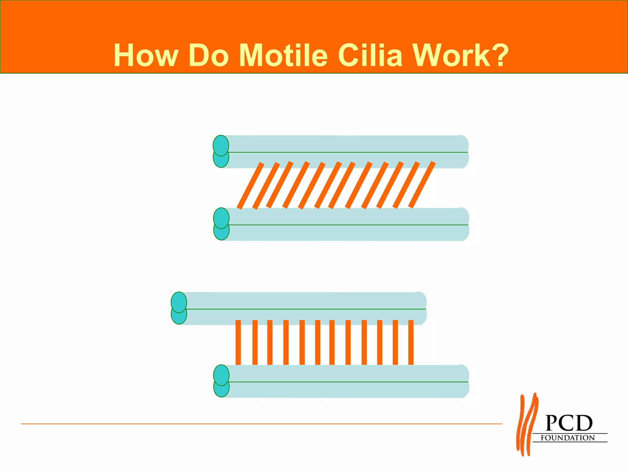 How Do Motile Cilia Work?
 
