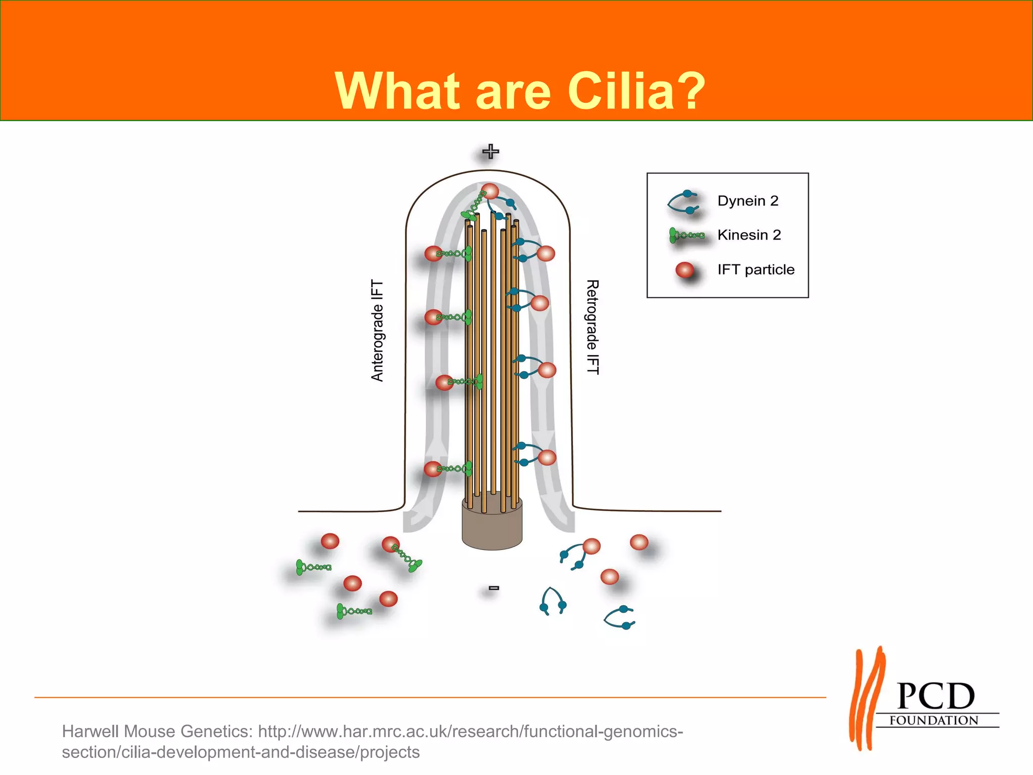 What are Cilia?




Harwell Mouse Genetics: http://www.har.mrc.ac.uk/research/functional-genomics-
section/cilia-development-and-disease/projects
 