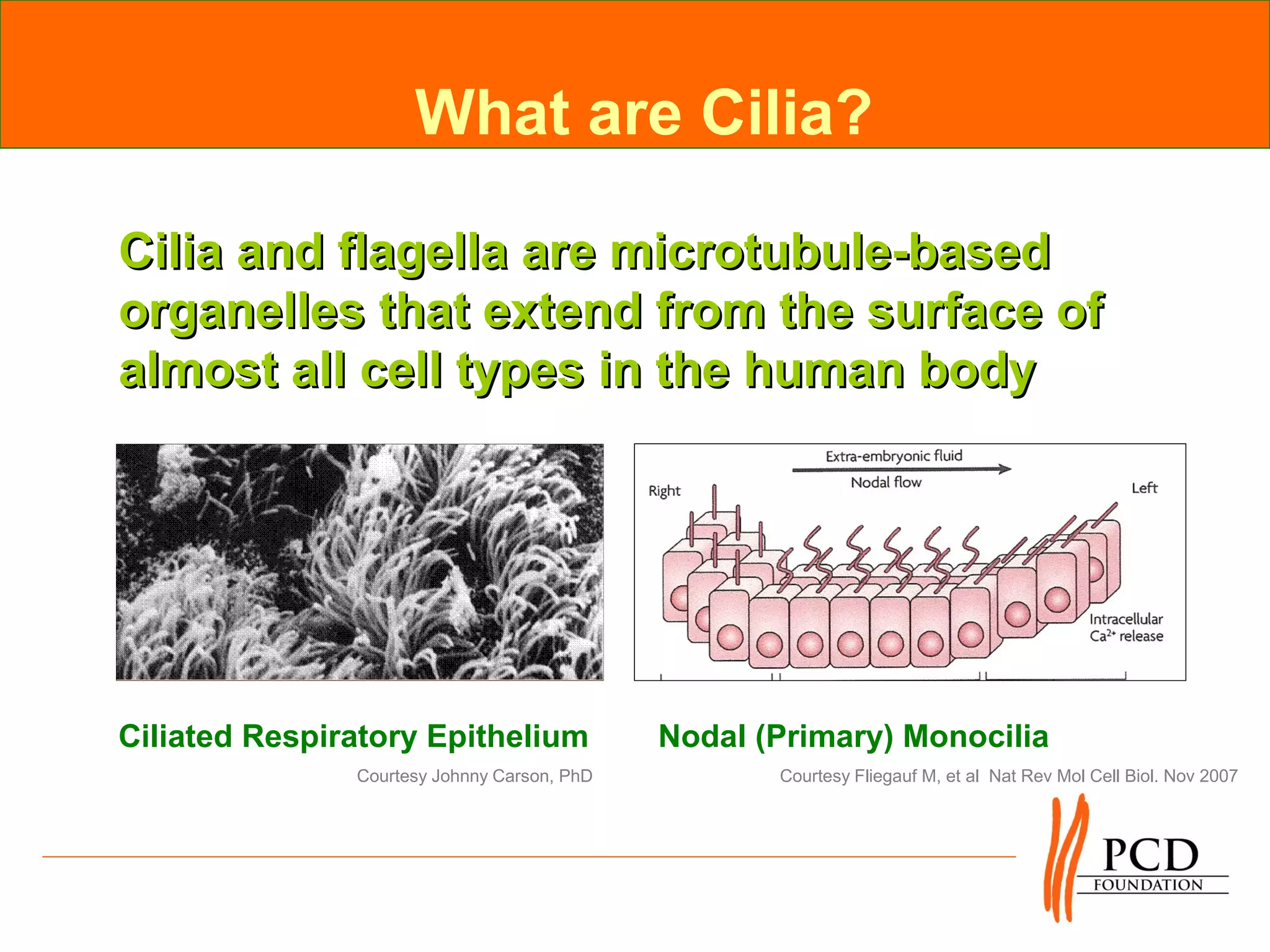 What are Cilia?

Cilia and flagella are microtubule-based
organelles that extend from the surface of
almost all cell types in the human body




Ciliated Respiratory Epithelium              Nodal (Primary) Monocilia
               Courtesy Johnny Carson, PhD          Courtesy Fliegauf M, et al Nat Rev Mol Cell Biol. Nov 2007
 