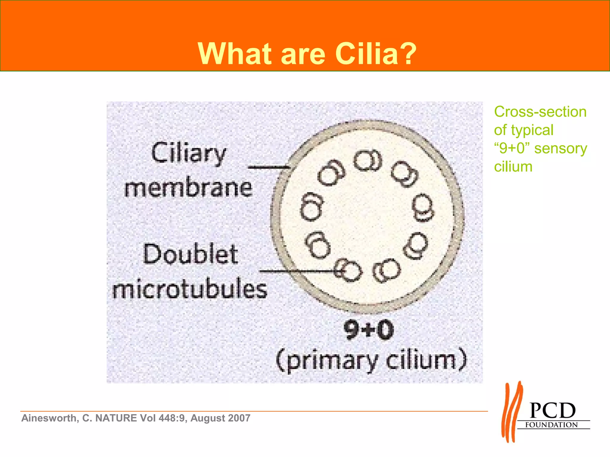 What are Cilia?
                                                   Cross-section
                                                   of typical
                                                   “9+0” sensory
                                                   cilium




Ainesworth, C. NATURE Vol 448:9, August 2007
 
