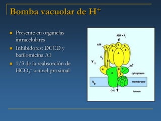 Bomba vacuolar de              H +


   Presente en organelas
    intracelulares
   Inhibidores: DCCD y
    bafilomicina A1
   1/3 de la reabsorción de
    HCO3– a nivel proximal
 