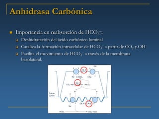 Anhidrasa Carbónica

   Importancia en reabsorción de HCO3–:
       Deshidratación del ácido carbónico luminal
       Cataliza la formación intracelular de HCO3– a partir de CO2 y OH–
       Facilita el movimiento de HCO3– a través de la membrana
        basolateral.
 