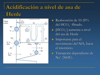 Acidificación a nivel de asa de
Henle
                      Reabsorción de 10-20%
                       del HCO3– filtrado.
                      [HCO3–] aumenta a nivel
                       del asa de Henle
                      Importante para el
                       movimiento del NH3 hacia
                       el intersticio.
                      Transporte dependiente de
                       Na+ (NHE).
 