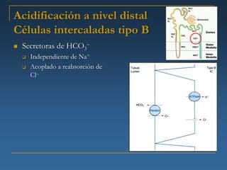 Acidificación a nivel distal
Células intercaladas tipo B
   Secretoras de HCO3–
       Independiente de Na+
       Acoplado a reabsorción de
        Cl–
 