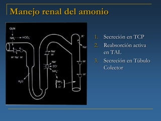 Manejo renal del amonio

                   1. Secreción en TCP
                   2. Reabsorción activa
                      en TAL
                   3. Secreción en Túbulo
                      Colector
 
