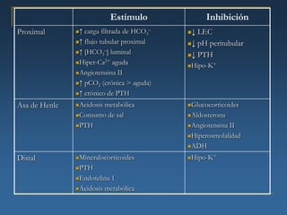 Estímulo             Inhibición
Proximal       ↑ carga filtrada de HCO3–   ↓ LEC
               ↑ flujo tubular proximal    ↓ pH peritubular
               ↑ [HCO3–] luminal
                                            ↓ PTH
               Hiper-Ca2+ aguda
                                            Hipo-K+
               Angiotensina II

               ↑ pCO2 (crónica > aguda)

               ↑ crónico de PTH

Asa de Henle   Acidosis
                      metabólica            Glucocorticoides

               Consumo de sal              Aldosterona

               PTH                         AngiotensinaII
                                            Hiperosmolalidad

                                            ADH

Distal         Mineralocorticoides         Hipo-K+

               PTH

               Endotelina1
               Acidosis metabólica
 