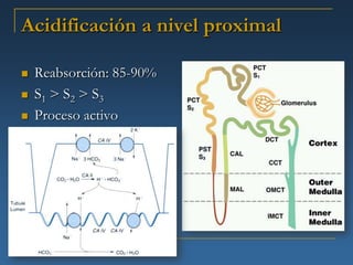 Acidificación a nivel proximal

   Reabsorción: 85-90%
   S1 > S2 > S3
   Proceso activo
 
