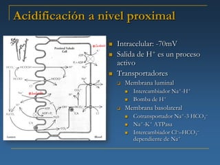 Acidificación a nivel proximal

                    Intracelular: -70mV
                    Salida de H+ es un proceso
                     activo
                    Transportadores
                        Membrana luminal
                            Intercambiador Na+-H+
                            Bomba de H+
                        Membrana basolateral
                            Cotransportador Na+-3 HCO3–
                            Na+-K+ ATPasa
                            Intercambiador Cl––HCO3–
                             dependiente de Na+
 