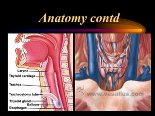 Anatomy contd
 
