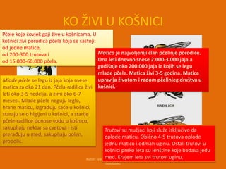 Pcelarstvo konacno | PPTX