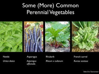 Some (More) Common
                 Perennial Vegetables




Nettle           Asparagus    Rhubarb            French sorrel
Urtica dioica    Asparagus    Rheum x cultorum   Rumex acetosa
                 ofﬁcinalis


                                                          Slide: Eric Toensmeier
 