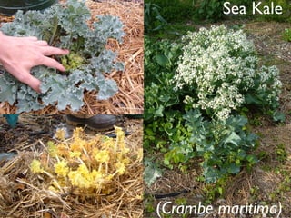 Sea Kale




(Crambe maritima)
 