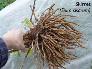 Skirret
(Sium sisarum)
 