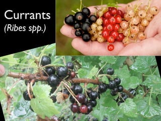 Currants
(Ribes spp.)
 