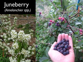 Juneberry
(Amelanchier spp.)
 