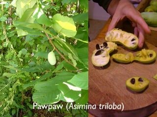 Pawpaw (Asimina triloba)
 