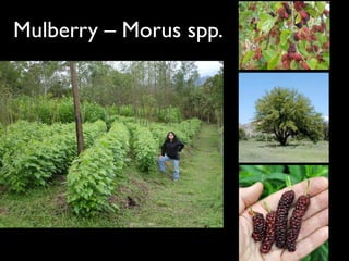 Mulberry – Morus spp.
 