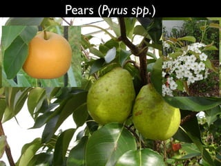 Pears (Pyrus spp.)




                     42
 