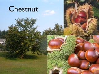 Chestnut
 