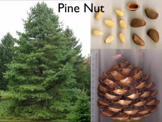 Pine Nut
 