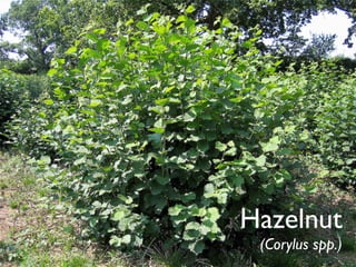Hazelnut
 (Corylus spp.)
 