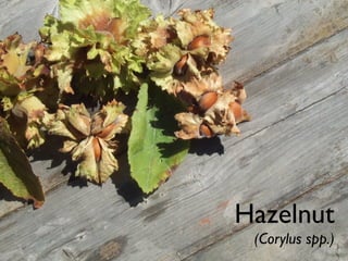 Hazelnut
 (Corylus spp.)
 