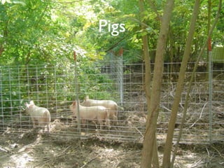 Pigs
 