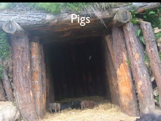 Pigs
 