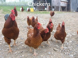 Chickens
 