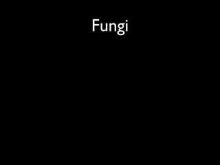 Fungi
 