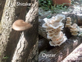 Shitake




          Oyster
 