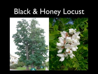 Black & Honey Locust
 