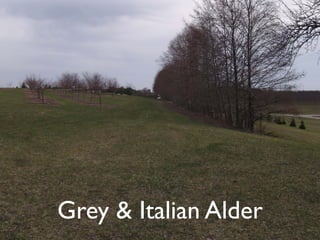 Grey & Italian Alder
 
